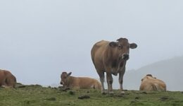 IMG_1339
